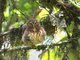 Andean Pygmy-Owl (Glaucidium jardinii) 