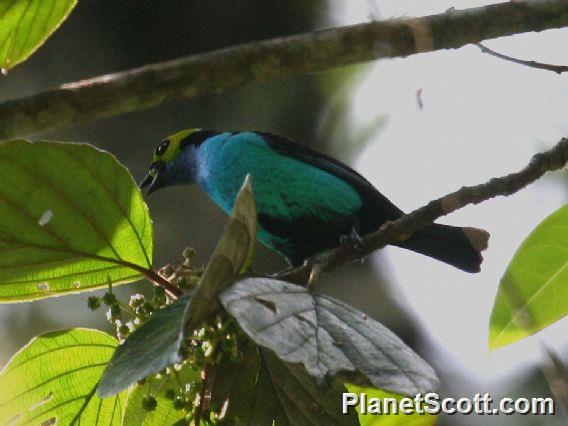 Paradise Tanager (Tangara chilensis)