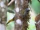 Buff-throated Saltator (Saltator maximus) 