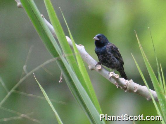 Blue-black Grassquit (Volatinia jacarina)