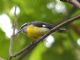 Bananaquit (Coereba flaveola) 