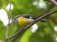 Bananaquit (Coereba flaveola)