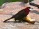 Silver-beaked Tanager (Ramphocelus carbo) 