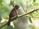 Silver-beaked Tanager (Ramphocelus carbo)