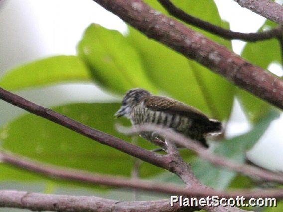 Lafresnaye's Piculet (Picumnus lafresnayi)