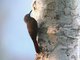 Plain-brown Woodcreeper (Dendrocincla fuliginosa)