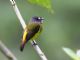 Ornate Flycatcher (Myiotriccus ornatus) 