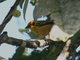 Golden Tanager (Tangara arthus)