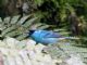 Golden-naped Tanager (Tangara ruficervix) 