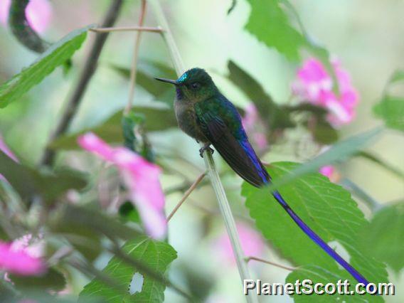 Violet-tailed Sylph (Aglaiocercus coelestis)