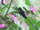 Violet-tailed Sylph (Aglaiocercus coelestis coelestis) Male