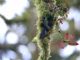 Violet-tailed Sylph (Aglaiocercus coelestis aethereus) At Nest