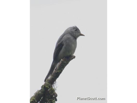 Smoke-colored Pewee (Contopus fumigatus)