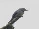 Smoke-colored Pewee (Contopus fumigatus) 