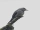 Smoke-colored Pewee (Contopus fumigatus)