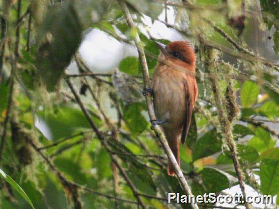 One-colored Becard (Pachyramphus homochrous)