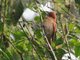 One-colored Becard (Pachyramphus homochrous)