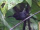 Thick-billed Seed-Finch (Sporophila funerea)