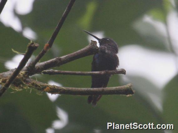 Brown Inca (Coeligena wilsoni)