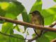 Club-winged Manakin (Machaeropterus deliciosus) 