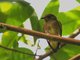 Club-winged Manakin (Machaeropterus deliciosus)