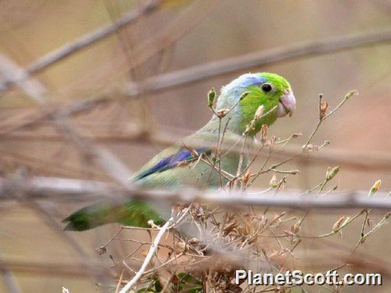 Pacific Parrotlet (Forpus coelestis)