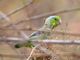 Pacific Parrotlet (Forpus coelestis) 