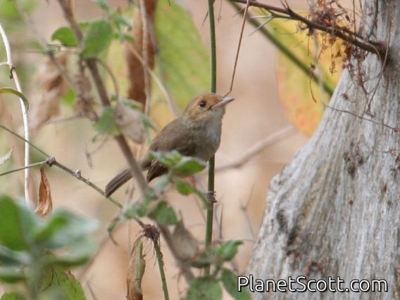 Fulvous-faced Scrub-Tyrant (Euscarthmus fulviceps)