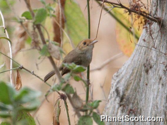 Fulvous-headed Pygmy-Tyrant (Euscarthmus fulviceps)