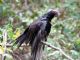 Turkey Vulture (Cathartes aura) 