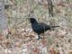 Scrub Blackbird (Dives warszewiczi) 