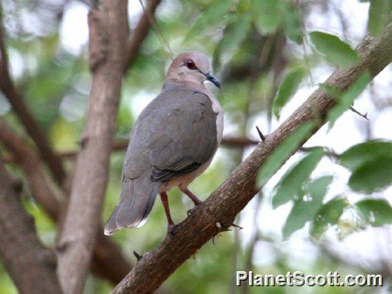 White-tipped Dove (Leptotila verreauxi)