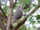 White-tipped Dove (Leptotila verreauxi) 