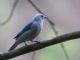 Blue-grey Tanager (Thraupis episcopus) ssp quaesita