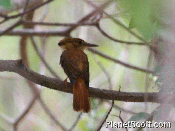 Tropical Royal Flycatcher (Onychorhynchus coronatus)