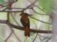 Tropical Royal Flycatcher (Onychorhynchus coronatus) 