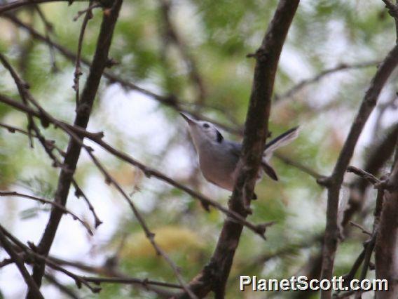 White-browed Gnatcatcher (Polioptila bilineata)