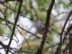 Tropical Gnatcatcher (Polioptila plumbea) 