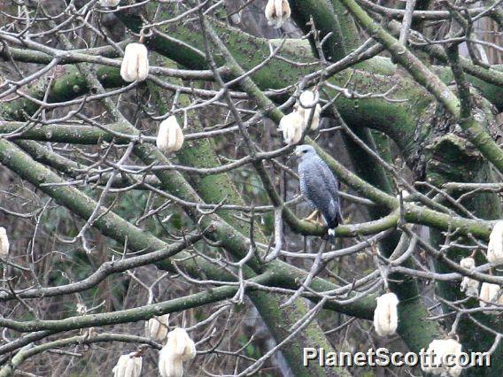 Gray-lined Hawk (Buteo nitidus)