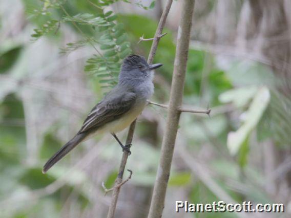 Sooty-crowned Flycatcher (Myiarchus phaeocephalus)