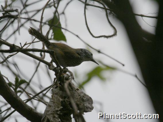 Speckle-breasted Wren (Pheugopedius sclateri)