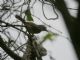 Speckle-breasted Wren (Thryothorus sclateri) 