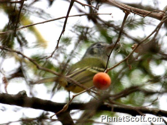 Yellow-olive Flatbill (Tolmomyias sulphurescens)