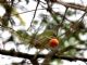 Yellow-olive Flycatcher (Tolmomyias sulphurescens) 