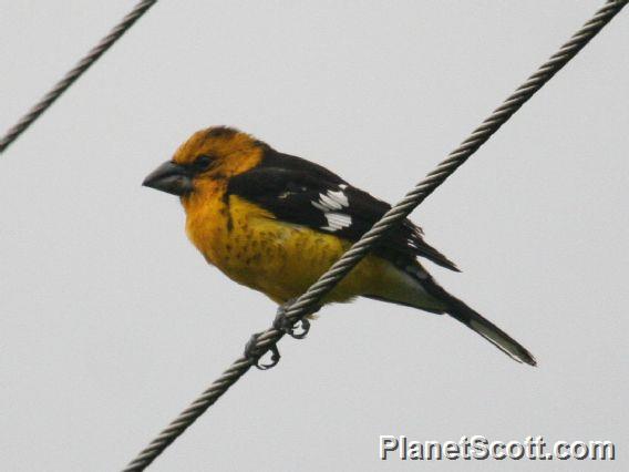 Golden-bellied Grosbeak (Pheucticus chrysogaster)