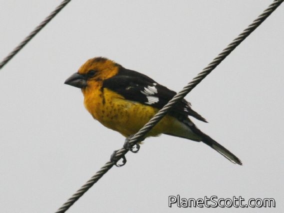 Golden Grosbeak (Pheucticus chrysogaster)