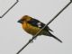 Golden-bellied Grosbeak (Pheucticus chrysogaster) 