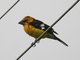 Golden Grosbeak (Pheucticus chrysogaster)
