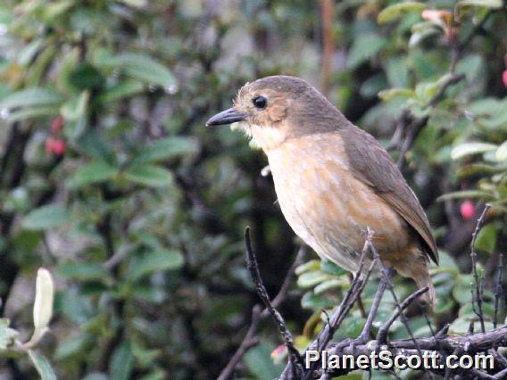 Tawny Antpitta (Grallaria quitensis)