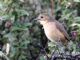 Tawny Antpitta (Grallaria quitensis) 